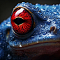 blue frog with red eyes and texture