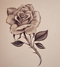 Early, early morning Rose- inkdmonkey@yahoo.com #losangeles #westcoast #mycrazylife #rose #southbay #rosesketch #pencil #sketch #chango…