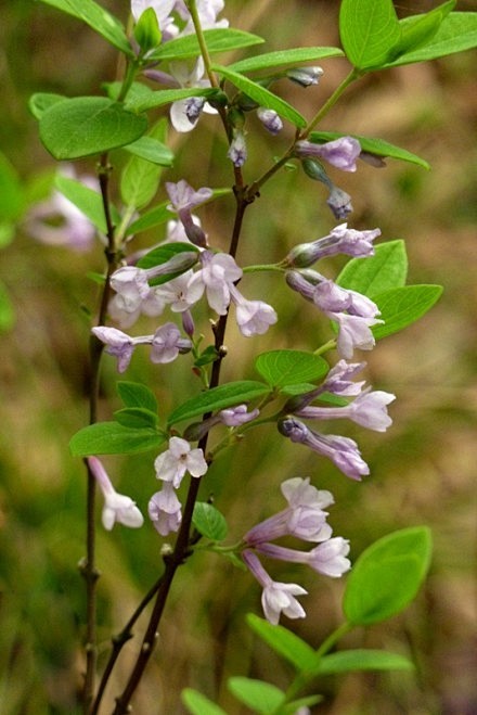 【芫花】去年春天初见芫花时,还以为是丁香.