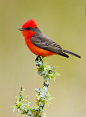 VermilionFlycatcher（朱红霸鹟） 