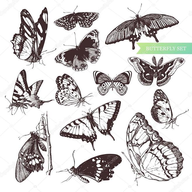 蝴蝶集： 昆虫学收集的非常详细的手绘制的...