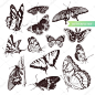 蝴蝶集： 昆虫学收集的非常详细的手绘制的蝴蝶