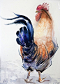 来自俄罗斯水彩艺术家 Olga Flerova 笔下的 鸡。 ​​​​