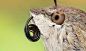 pearl-nautilus:

Moth Head - macro photography 
source:
