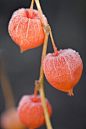 Physalis alkegengi 锦灯笼