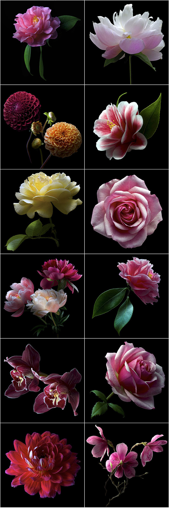 228 植物花卉花朵摄影光影色彩写真花瓣...