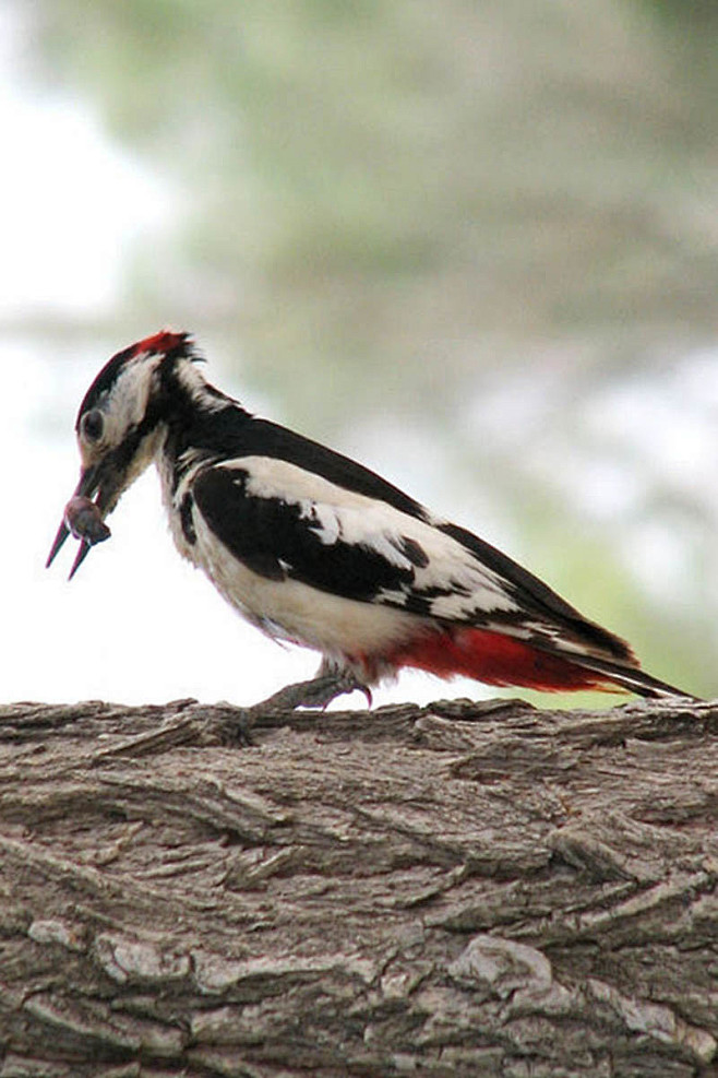 鴷形目·啄木鸟科·啄木鸟属:白翅啄木鸟