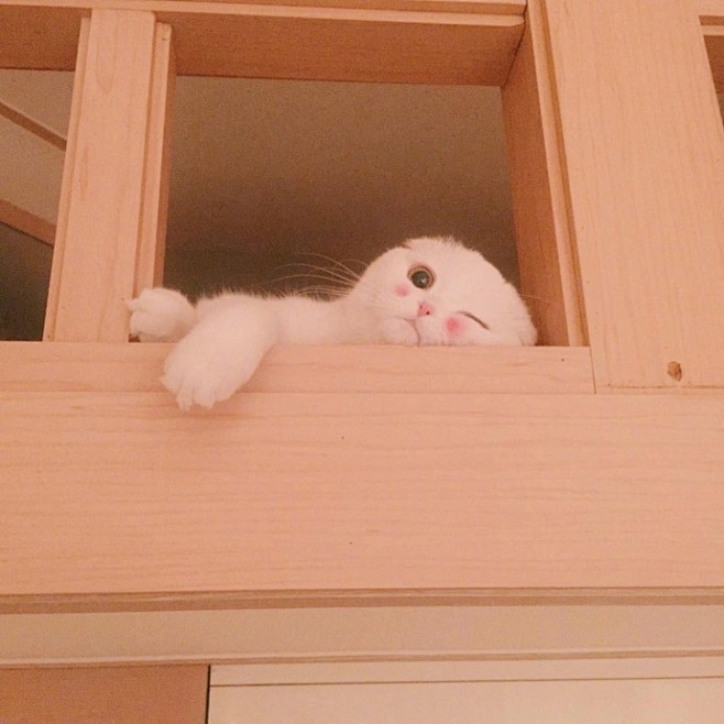 打了腮红的小可爱 羞羞哒 ins：cat...