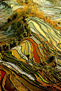 Yuanyang Rice Terraces in Yunnan, China (by ichauvel).