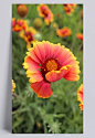 花朵|花朵免费下载,简单,唯美,图片素材,花朵,背景素材,PSD分层,设计图库
