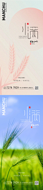 小满节气系列海报设计师小满节气系列海报-志设网-zs9.com