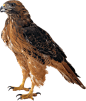 美国鹰 鸟