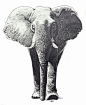 elephant drawing - Google Search