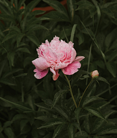 阿杜互换采集到花