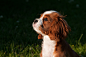 dog-pet-small-dog-young-dog-bb8c53cf3bda454c1933834037653cc2.jpg (3281×2179)