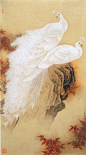 安华平国画工笔作品 ----《白孔雀》