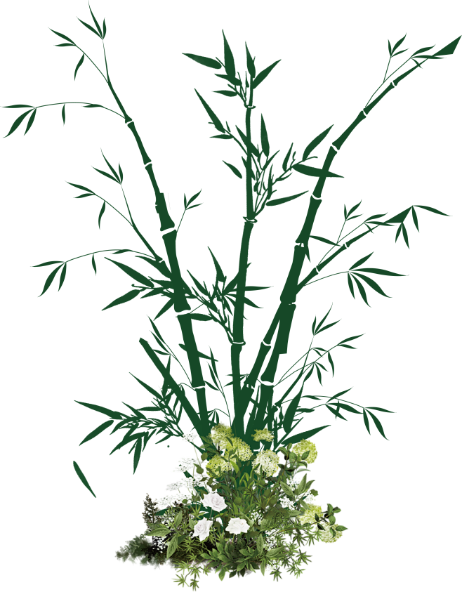 竹子花