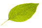 单片叶子素材-6