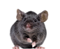 rat_mouse_PNG23541