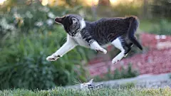 高清小萌猫桌面壁纸  #优质# #动物# #高清#