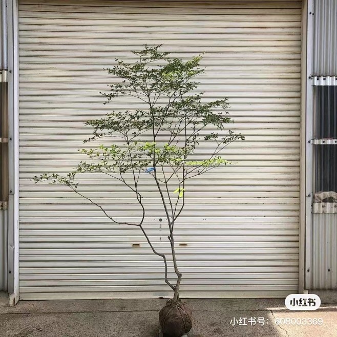 吊钟