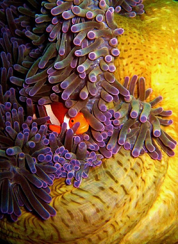 绚丽多彩的海底世界