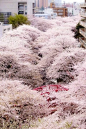 日本奈良县吉野山以樱花而闻名，被三万棵樱花树覆盖的山，待到樱花烂漫时，真的好美～