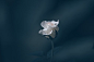 Rose, Flower, White Rose, Rose Bloom