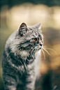 灰色的猫肖像在模糊的自然背景图片下载
