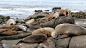 Sea lions on the rock in La Jolla. Wild eared seal
