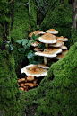 A cozy little village of shrooms: Enchanted Forest, Pholiota Fungi, Nature, Mushrooms Fungi, Shaggy Pholiota, Dr Keith, Moss, Woodland, Woods