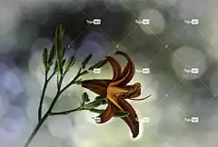花 百合 黄花菜 植物 花卉背景 美丽的花朵 花园 自然 花壁纸