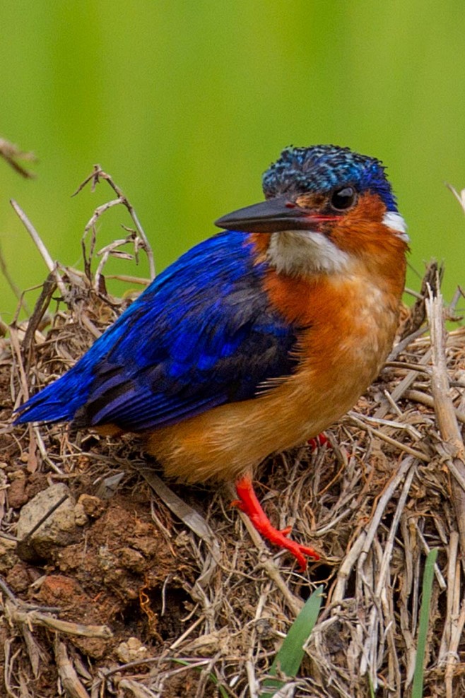 佛法僧目翠鸟科科里翠鸟属马岛翠鸟