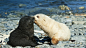 FurSealPup_ZH-CN9817351487_1366x768.jpg (1366×768)