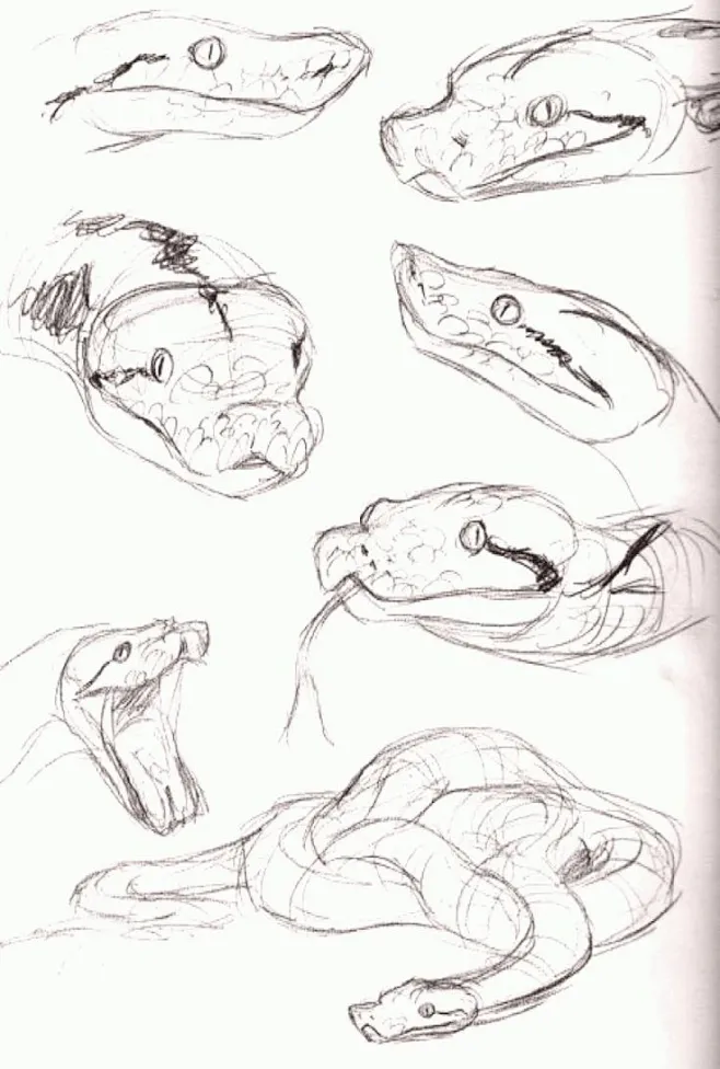 some drawings of snakes and their heads-花瓣网