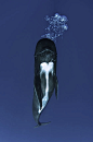 长肢领航鲸（黑圆头鲸） Globicephala melas 哺乳纲 鲸目 领航鲸科 领航鲸属
Pilot Whales in the Strait of Gibraltar