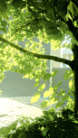 #摄影（树-绿色系-风景）