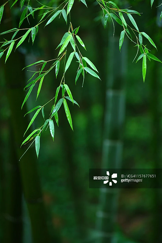 竹,叶子,春天,雨,户外正版图片素材-花瓣网