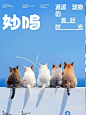 宠物品牌设计案例_8_BAOBAODESIGN_来自小红书网页版