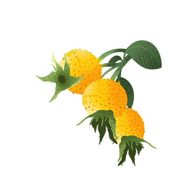 刺梨果矢量水果插图-花瓣网