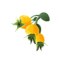 刺梨果矢量水果插图