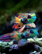 Mandarin fish