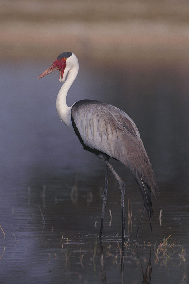 鹤形目鹤科鹤属肉垂鹤