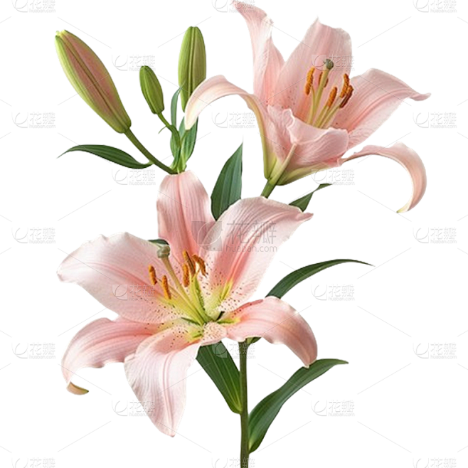 植物通用实景百合花花朵元素素材
