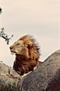 lion