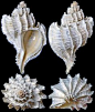 Trophon geversianus (Pallas, 1774)  -  C.Chen