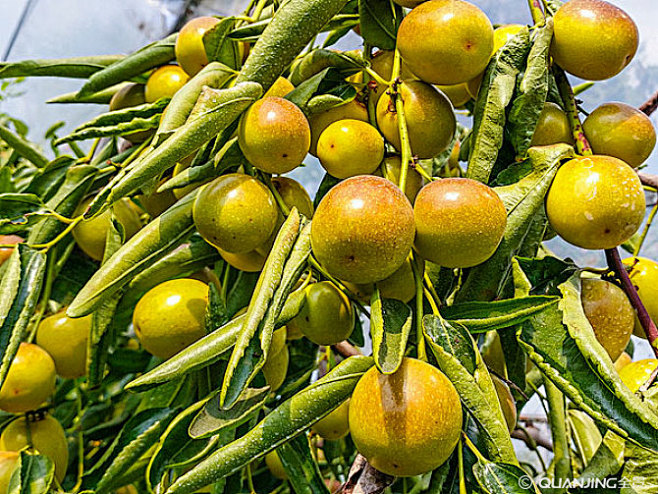 17:10:21枣_全景网自然植物 橄榄 自然场景肖大神撩设计同采自