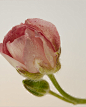 20210304_VITRUVI0351_FOCUS_HR