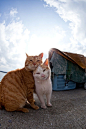 50 Amazing Photos From Cat Heaven Island In Japan