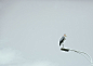 crane bird on utility post
